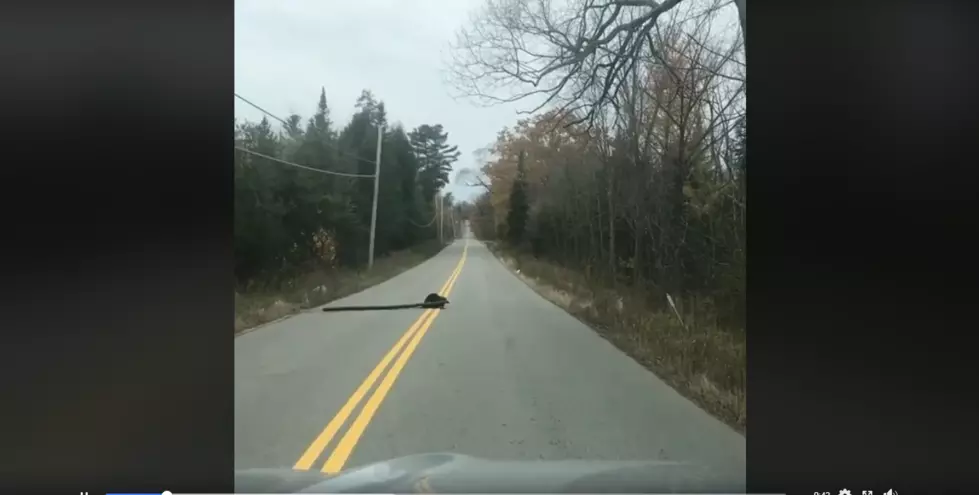 Only In Maine: Look At This Beavah Draggin’ Wicked Big Wood