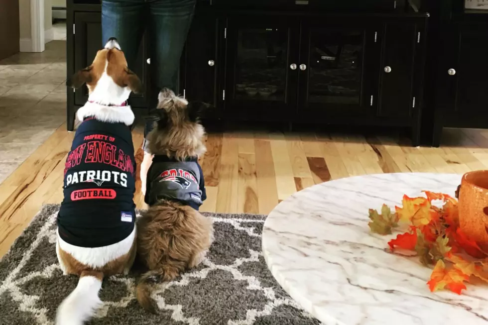 Pets Pride of the Week: These Two Dogs Love New England Football So Much