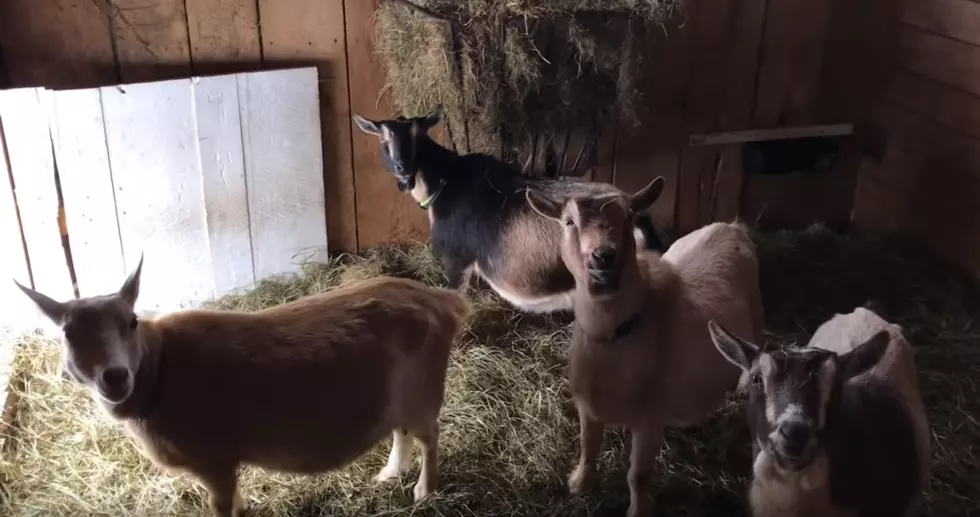 WATCH: Happy Thanksgiving From These Irresistible Maine Goats
