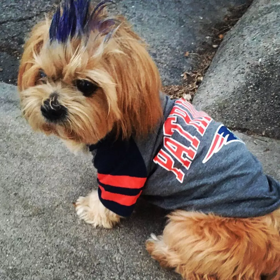 Pets Pride of the Week: This New England Football Fan Loves Backp