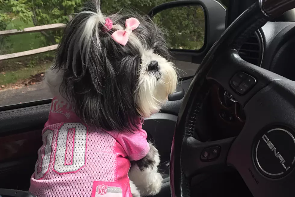 Pets Pride of the Week: This Cutie Likes Watching New England Football