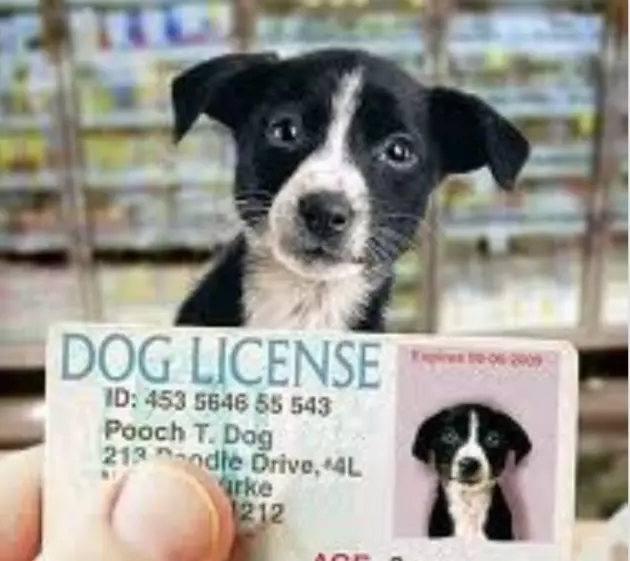 Don&#8217;t Forget To License Your Dog in 2019 &#8211; Do It Right Here