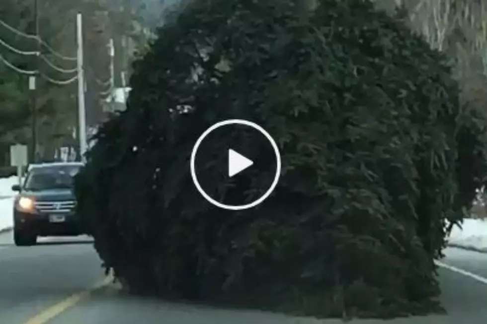 Check Out This Humongous Tree Going Down the Road in Standish