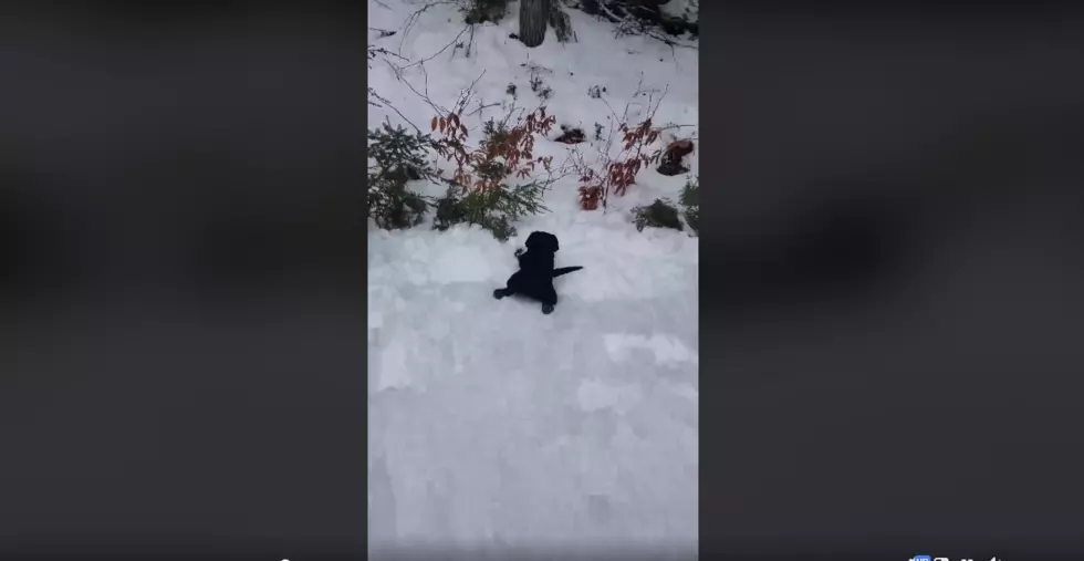 Adorable Maine Pup Goes Sliding in the Snow [VIDEO]