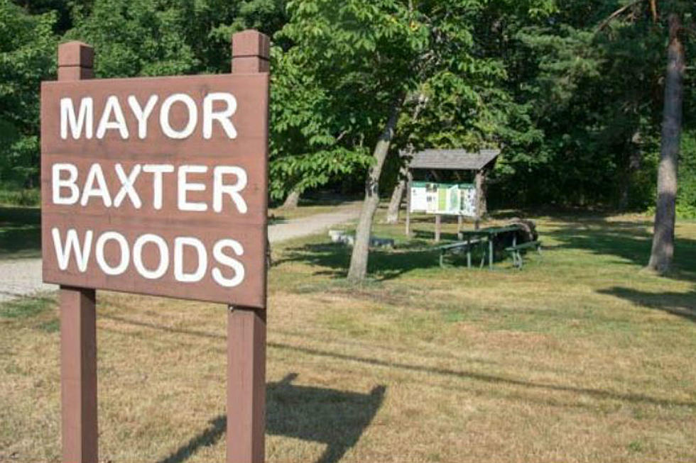 Baxter Woods Park In Portland May Soon Require Dogs To Be On Leas