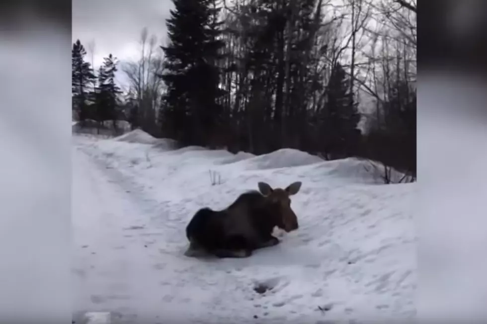WATCH: This Is Why You Don&#8217;t Get Too Close To A Maine Moose