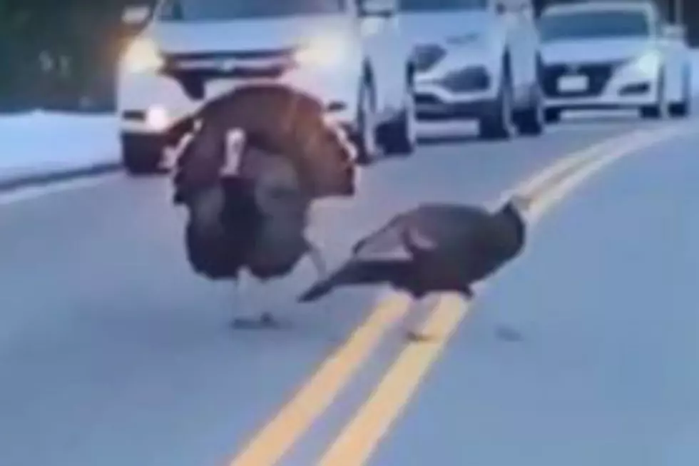 Turkey Crossing Guard In New Hampshire [VIDEO]