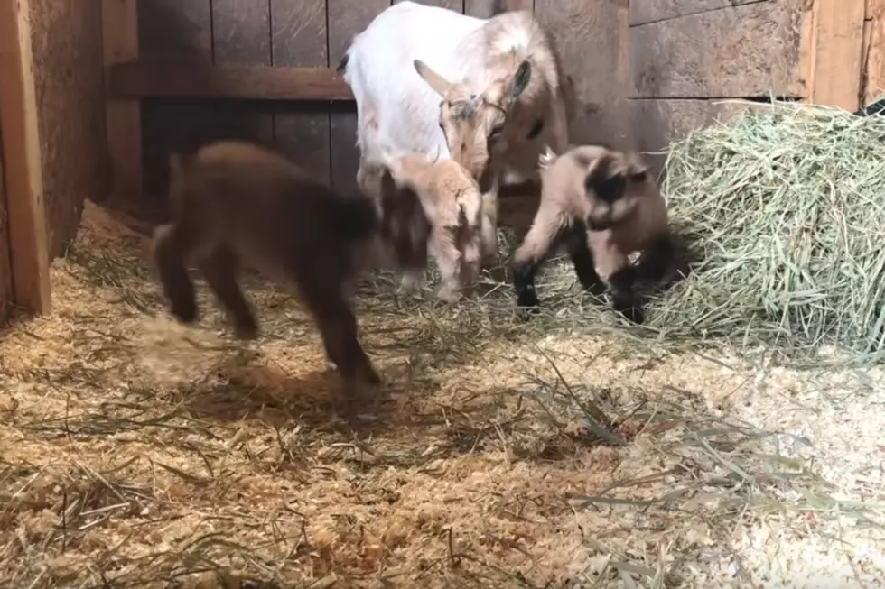 WATCH: Wicked Cute Maine Goats Just Born and Already Hoppin&#8217;