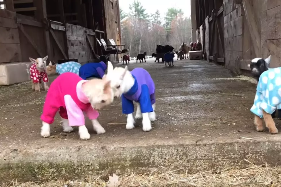 WATCH: Brand New Maine Baby Goat Pajama Party Video