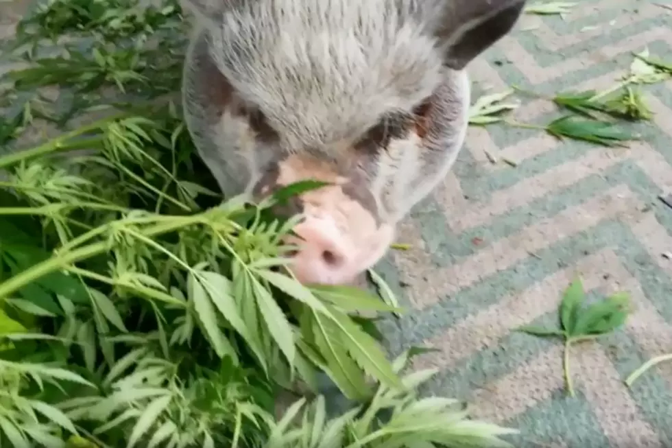 WATCH: Precious Maine Pig Likes His Edibles