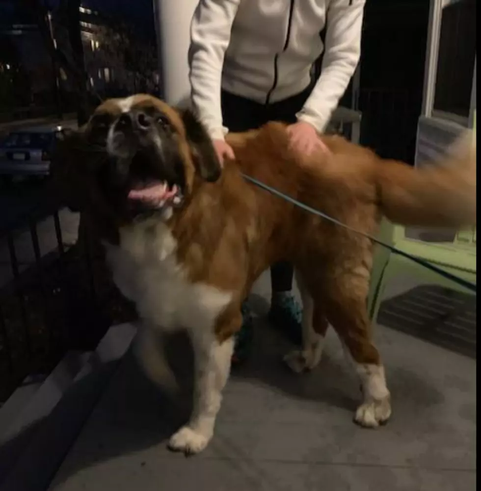 Help Portland Police: Do You Know Who This Dog Belongs To?