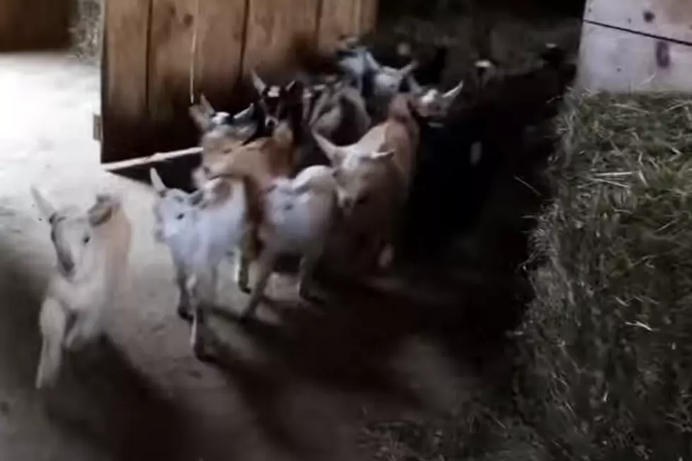 Warning: Maine Baby Goat Breakfast Stampede May Kill With Cuteness