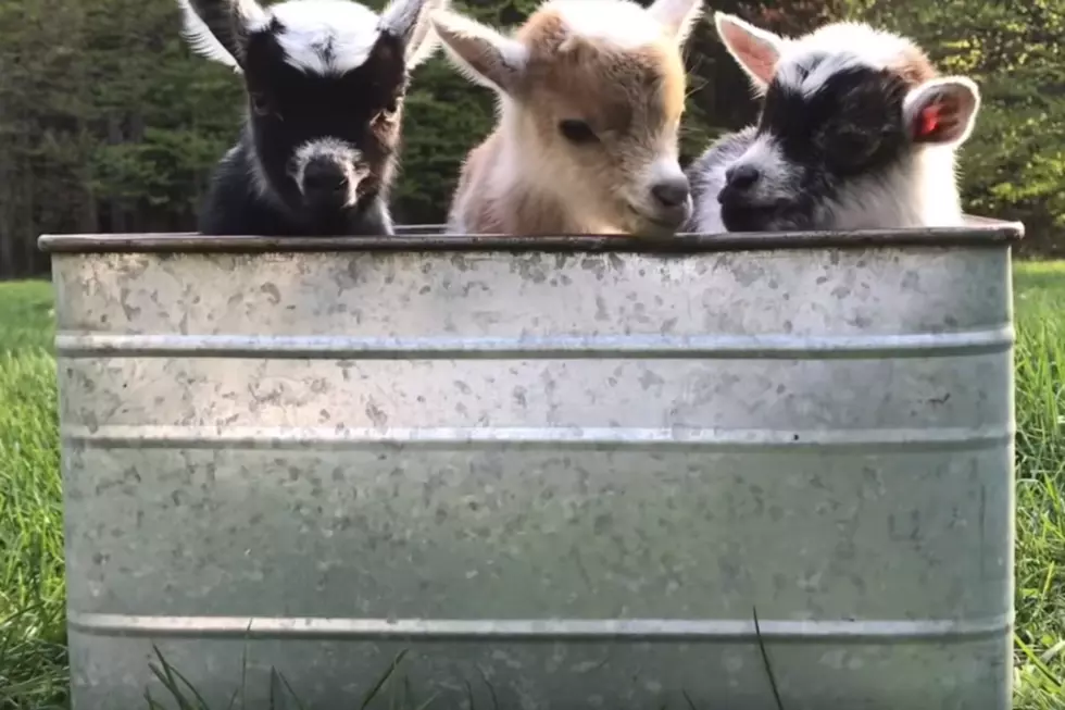 Wicked Cute Video: Just Born Maine Baby Goat Triplets In A Tub