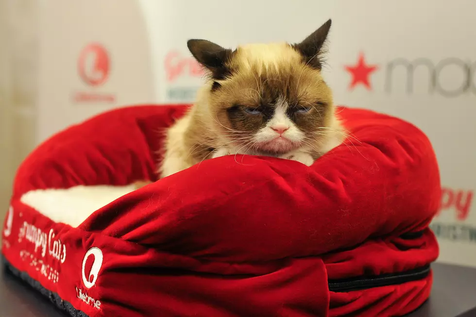 Kitty Superstar Grumpy Cat Has Passed Away