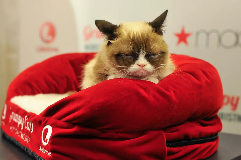 Grumpy Cat Has Passed Away