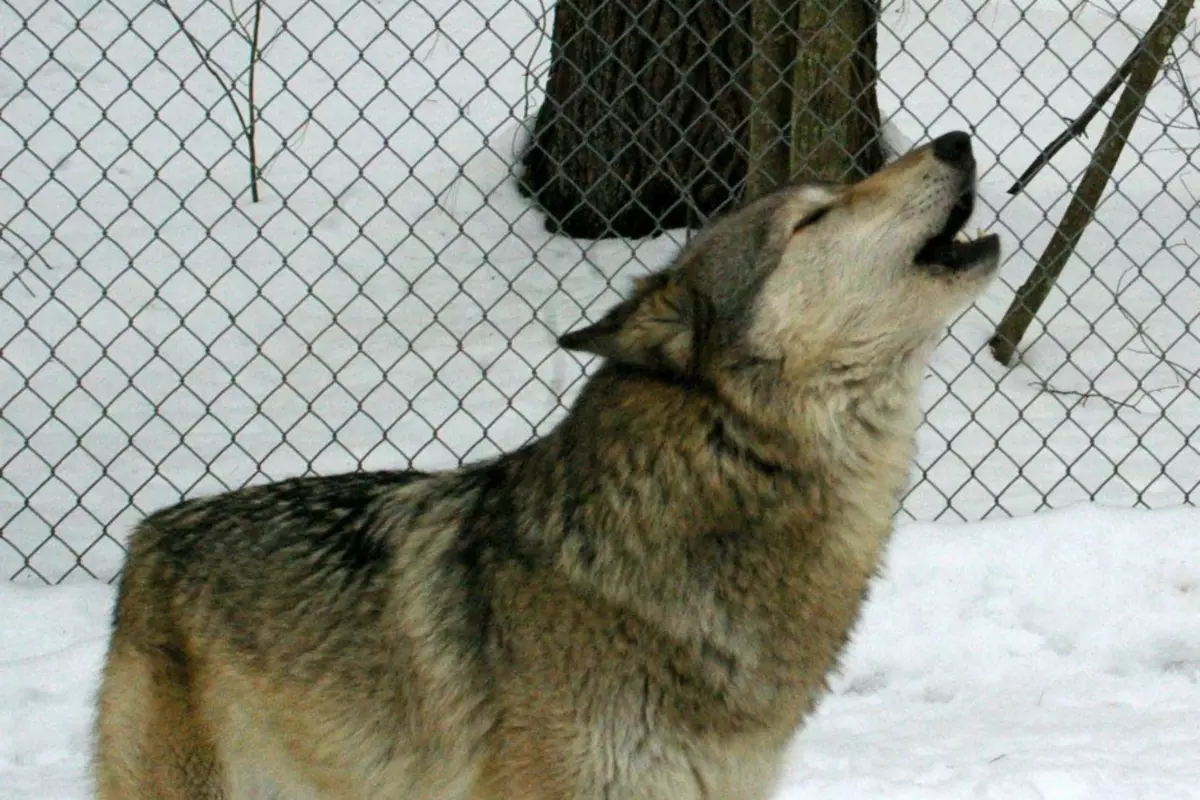 Maine Wolf Sanctuary Needs Our Help