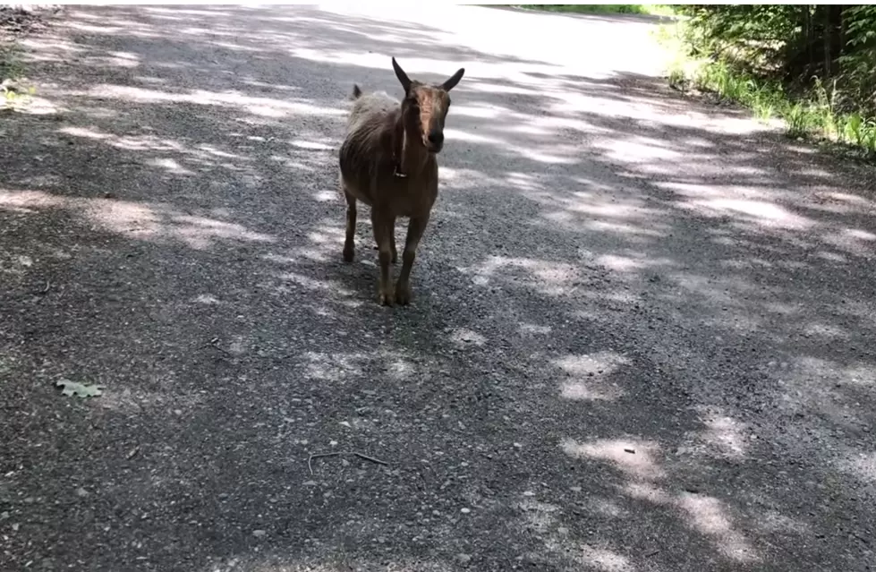 Goats Chases Woman Down Maine Road [VIDEO]