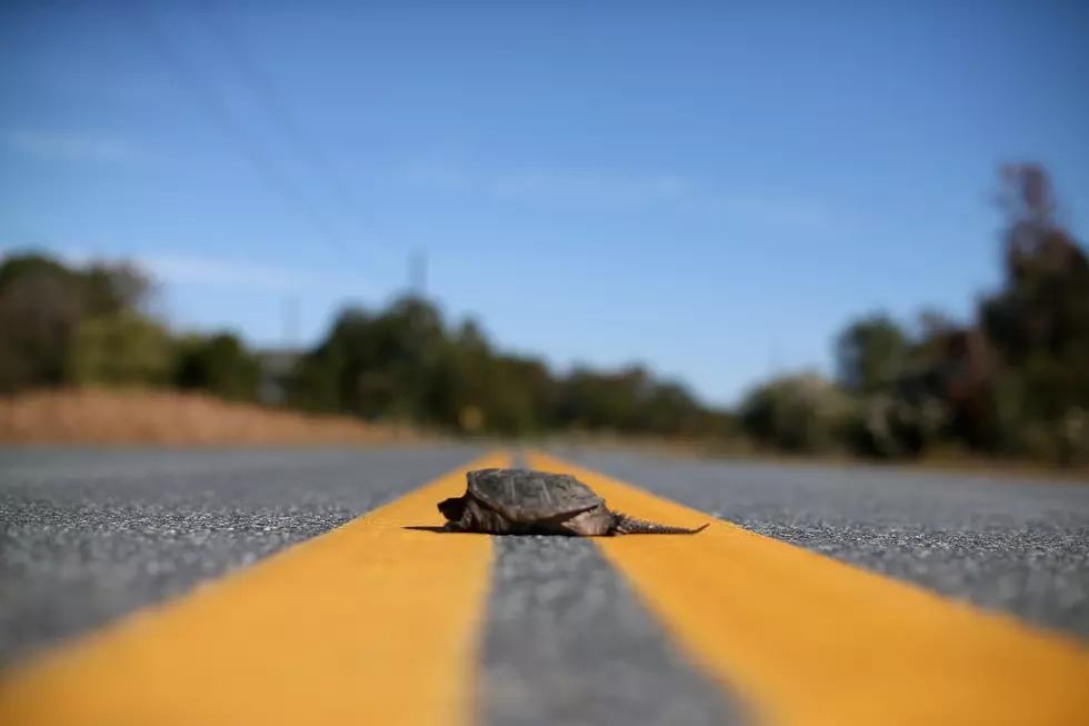 Snapping Turtles In Maine Are Being Run Over At An Alarming Rate