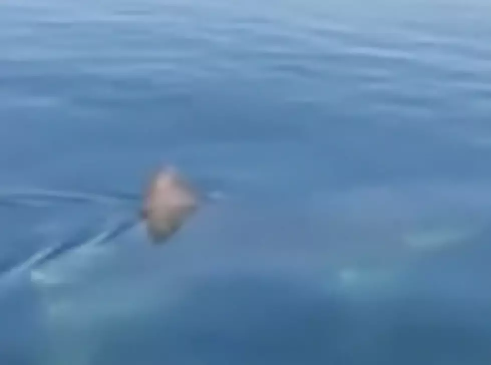 Check Out This Video Of A Shark In York Maine This Morning