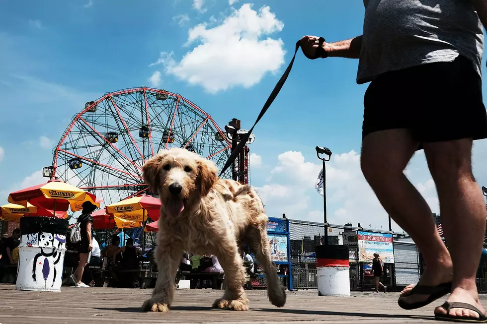 Keep Your Dog Safe And Healthy On Hot Maine Days