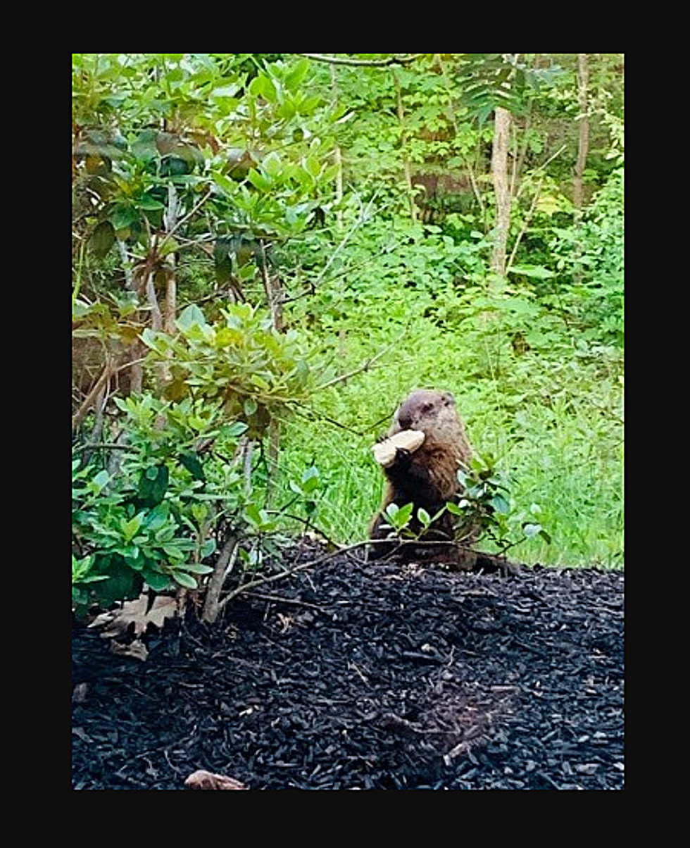 Can You Guess Where This Groundhog Went for Lunch in SoPo?