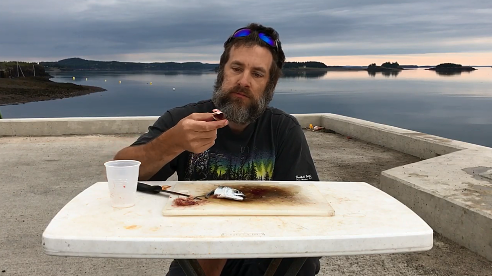 Maine Man Eats Raw Mackerel While Its Head Is Still Moving