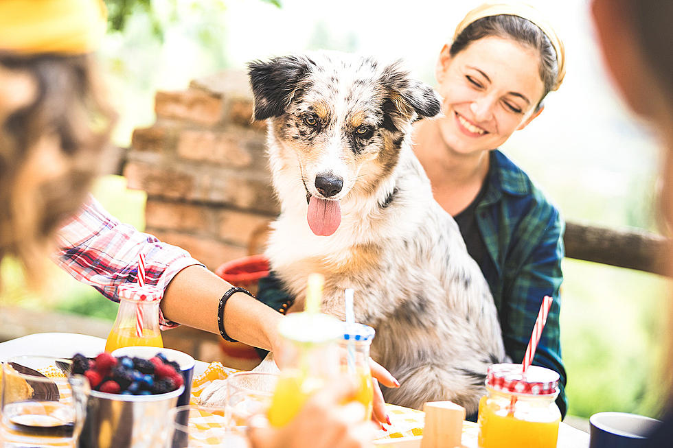 Dogs Are Welcome at These Southern Maine Bars and Restaurants