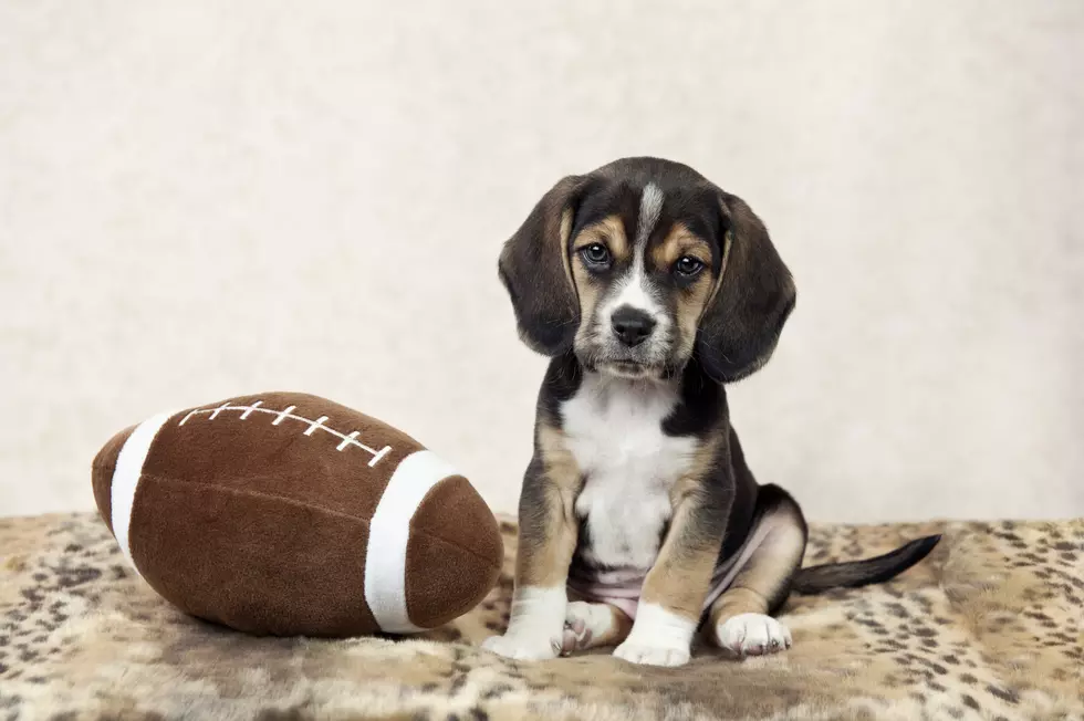 We Want Photos of Your Pets With Their New England Football Pride