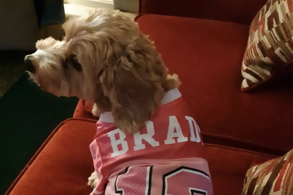 Pets Pride of the Week: Meet Luna, a Huge Tom Brady Fan