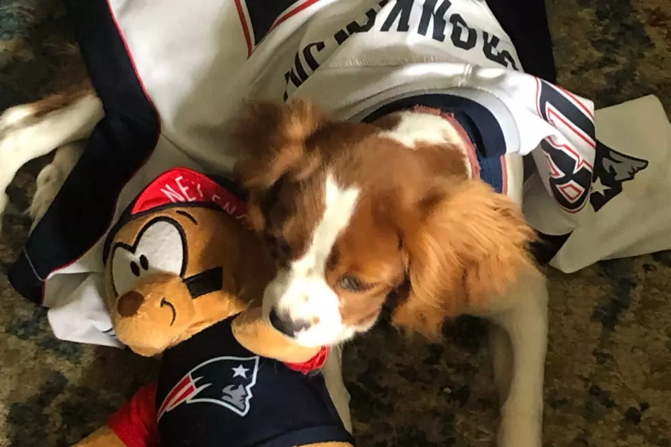 Pets Pride of the Week: This New England Pup Misses Gronkowski