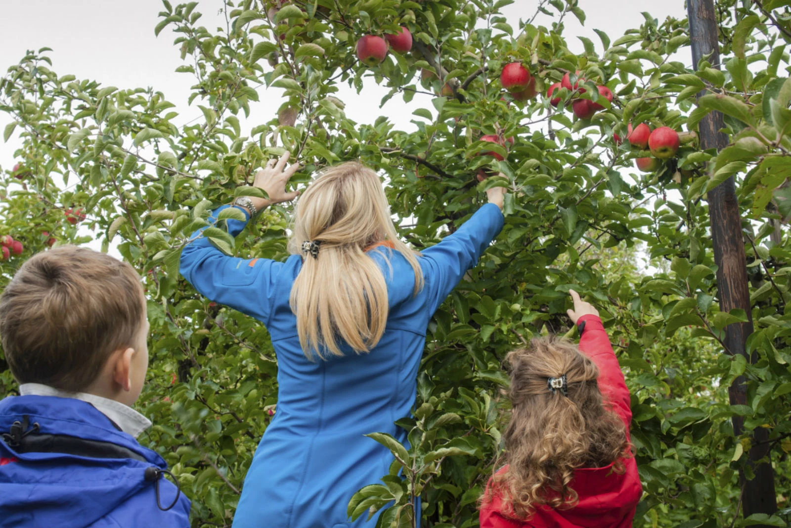 This Sunday, It's Officially Apple Picking Time In Maine
