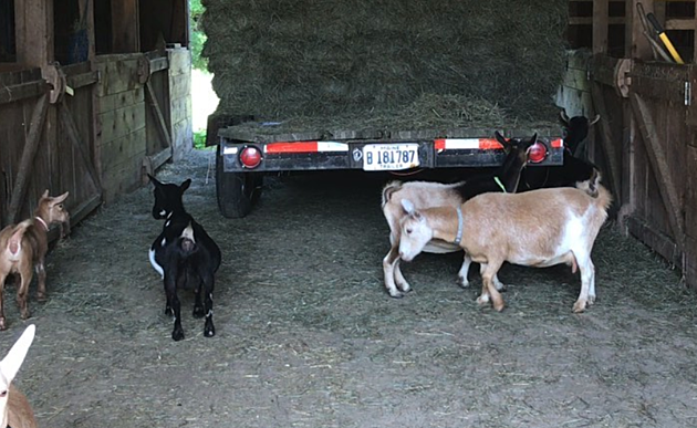 Watch These Maine Goats Rock Out to WBLM
