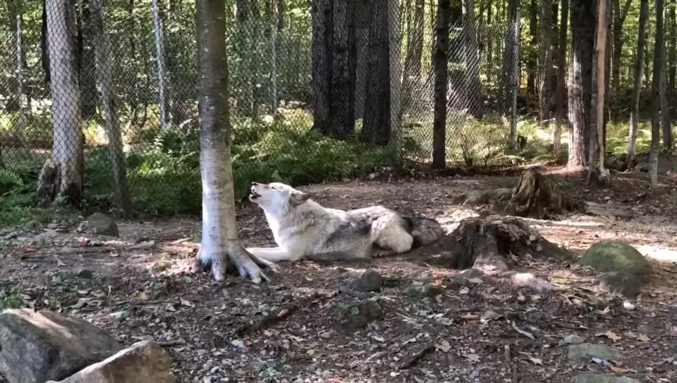 WATCH: Maine Wolf Leads Pack With Beautiful Haunting Song