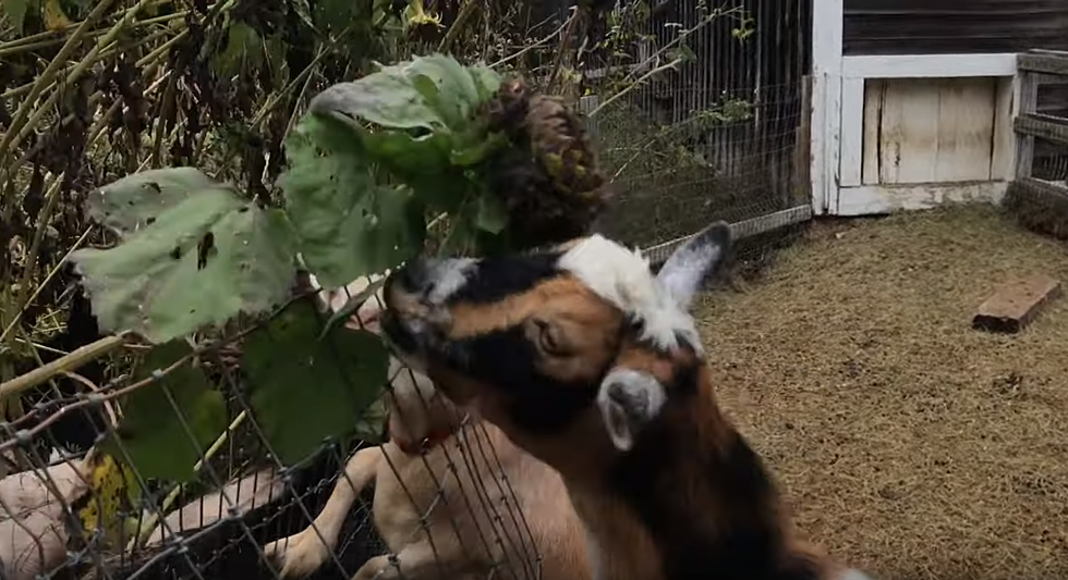 Maine Goats Chowing On Sunflowers Will Make You Happy [VIDEO]