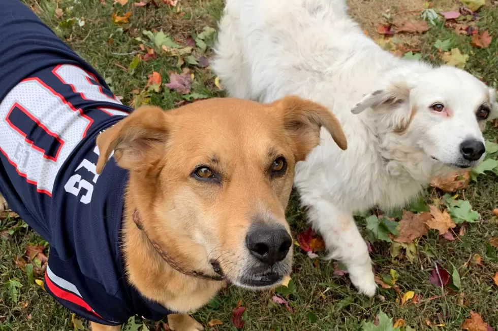Pets Pride: Football Fan and Fluffy Cheerleader Friend Root for New England