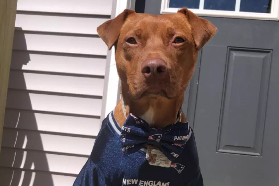 Pets Pride: Sir Remington Watches New England Football Games in His Bow Tie