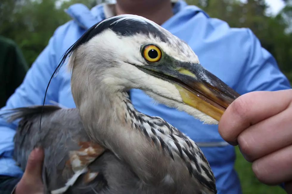 Harper the Heron Flew for 38 Straight Hours from Maine to Florida