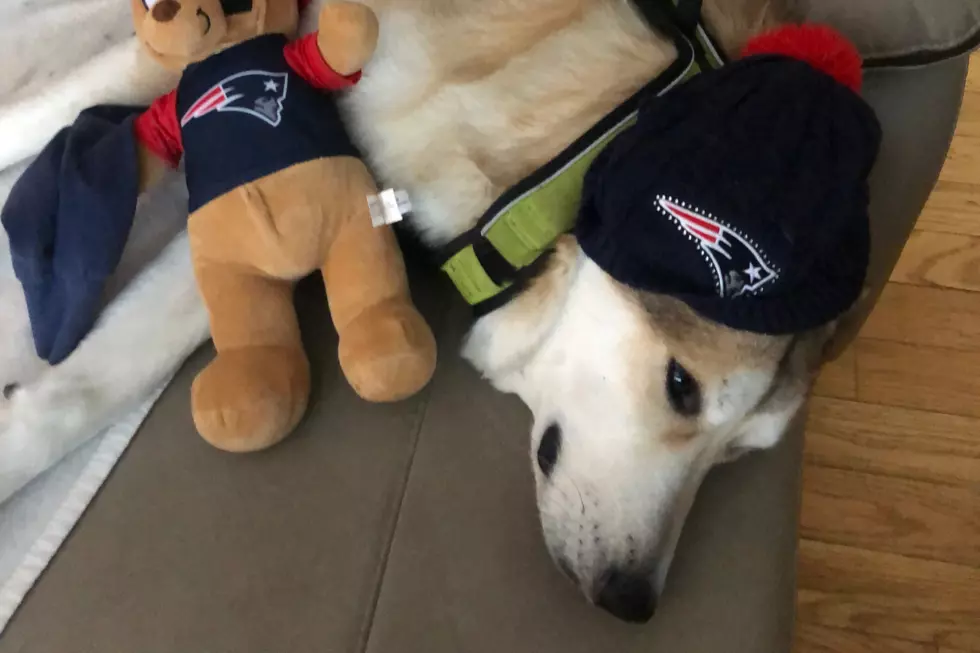 Pets Pride: Lakota Preps for Games With All Her New England Football Gear