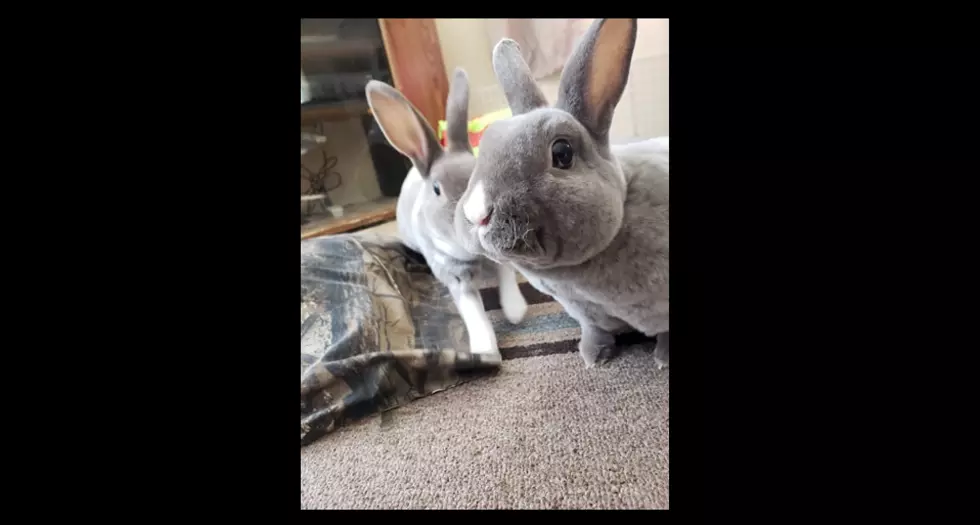 These Maine Bunnies Need A Loving Home
