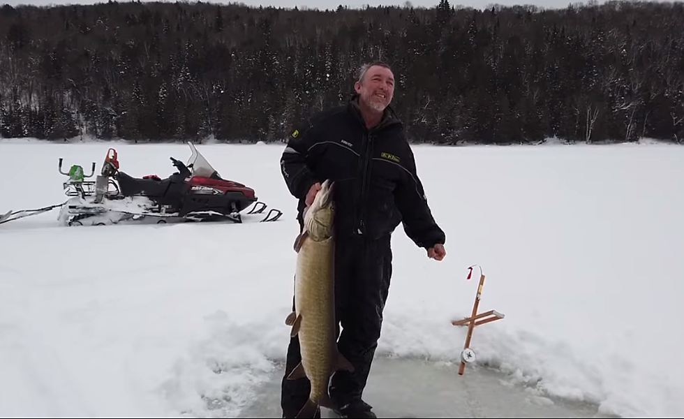 Watch: Wicked Big Fish Hauled Out Of Icehole In Northern Maine