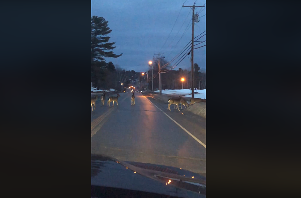 Check Out All These Deer Crossing The Street In Greenville, Maine