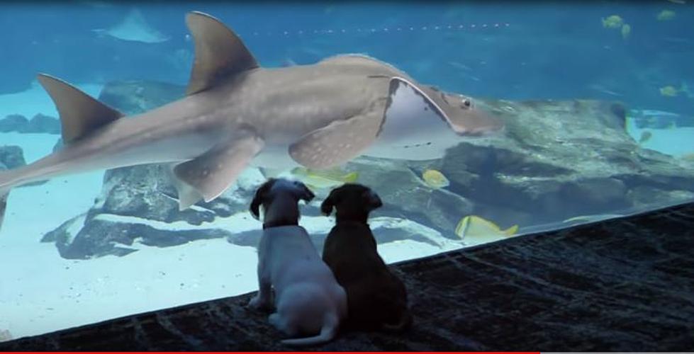 Puppies Exploring An Aquarium Is Great Quarantine Therapy