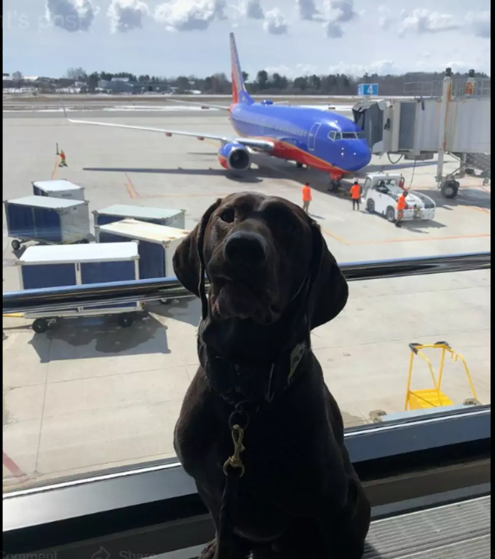 Never Fear! K9 Barni Is Keeping the Portland Jetport Safe