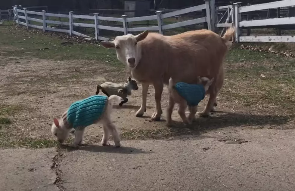 Watch: Awful Cunnin&#8217; Newborn Goats From Maine In Sweaters