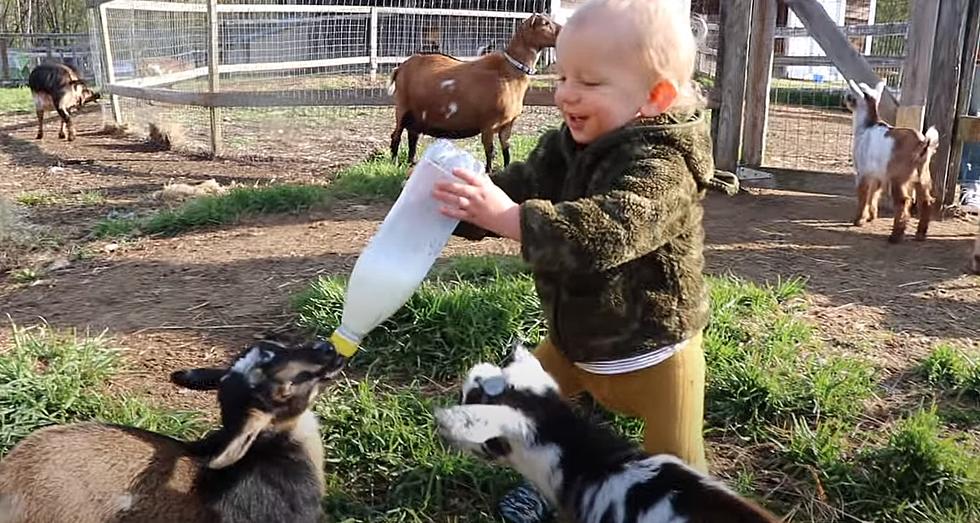 WATCH: Maine Baby Goats Fed By Grandkids Is Way Too Cute