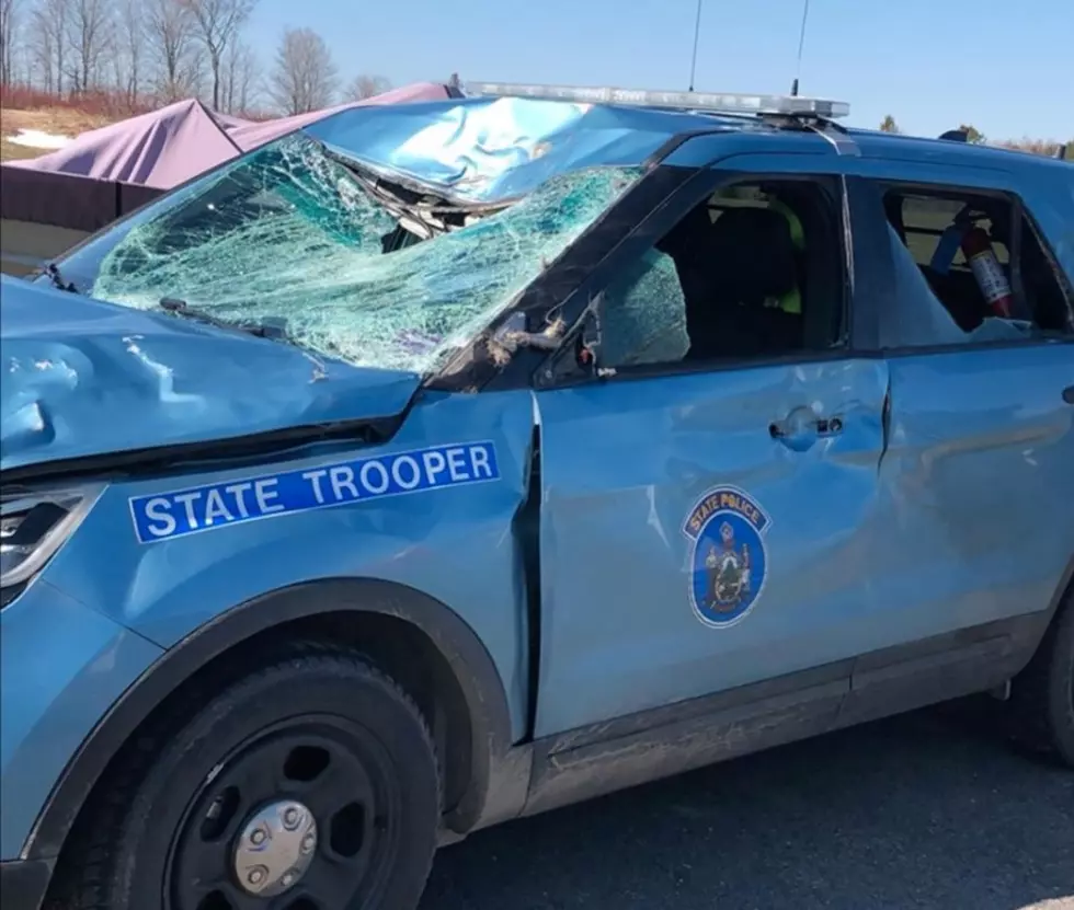 With Close Call For Trooper, Maine State Police Warn About Moose