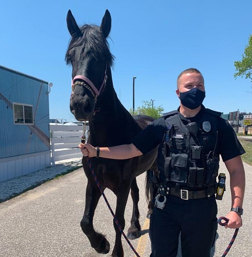 Portland Police Take Horse For A Walk & A Dip On The East End