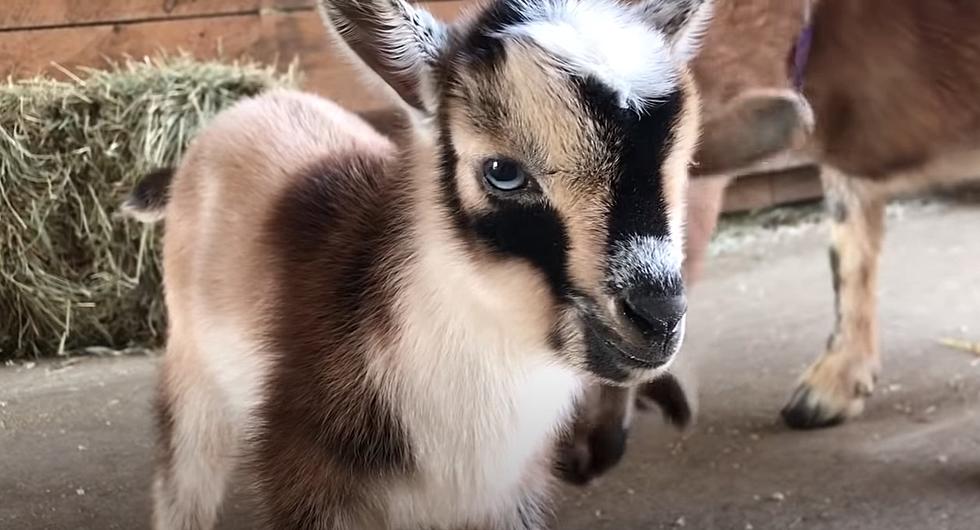 WATCH: 35 Happy Baby Goats From Maine Will Melt Your Heart