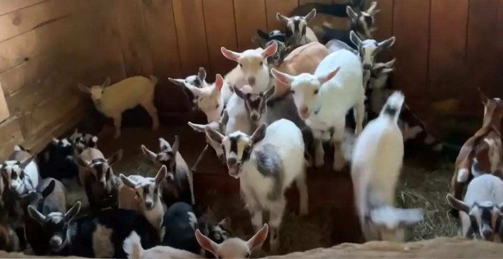 It&#8217;s No Problem Finding Mama Fast For These Maine Baby Goats
