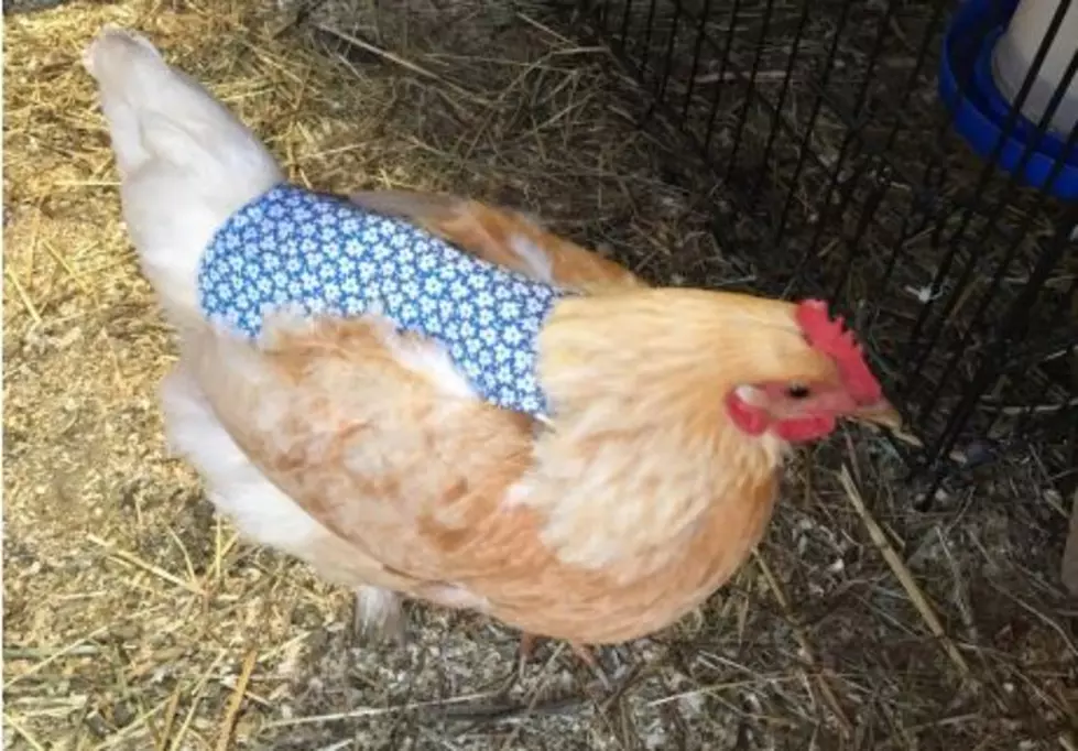 Chicken Aprons And Duck Diapers, Only In Maine